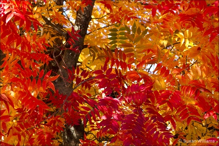 Autumn Leaves in Living Color