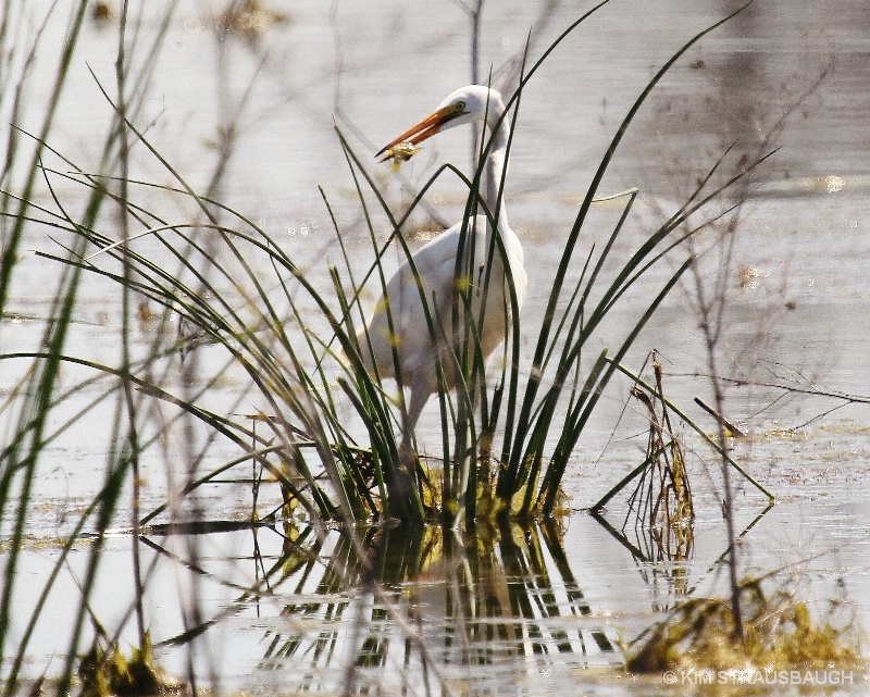 Fishing Near The Bank