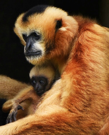 Baby White Cheeked Gibbon with Mom