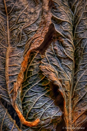 Dried Hydrangea Leaves