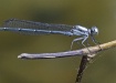 Damselfly Smile