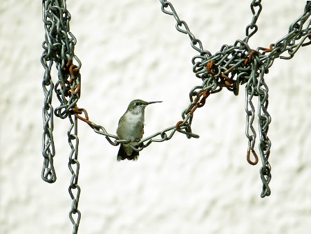 Hummingbird and Chains
