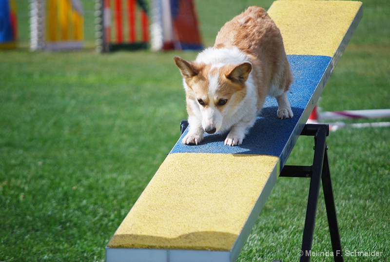 Corgi on Seesaw