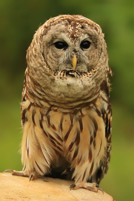 Barred Owl