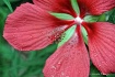 Island Red