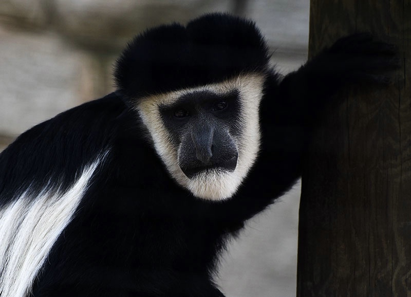 Black and White Colobus Monkey