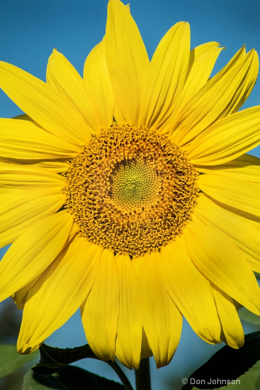 PA Sunflower 3-0 f lr 9-25-15 j010