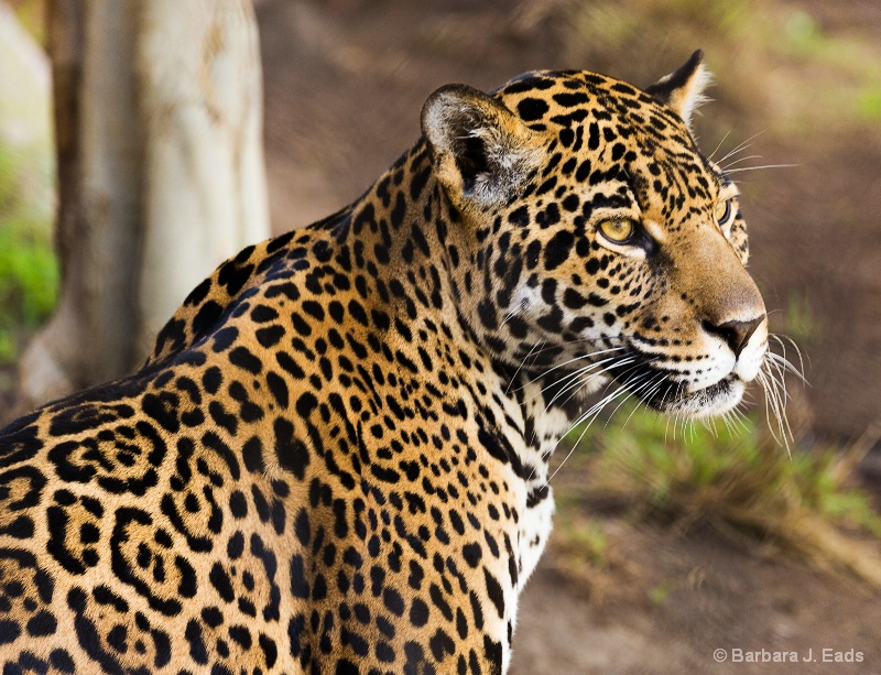 The Beautiful Jaguar