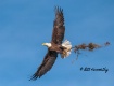 Eagle with a Big ...