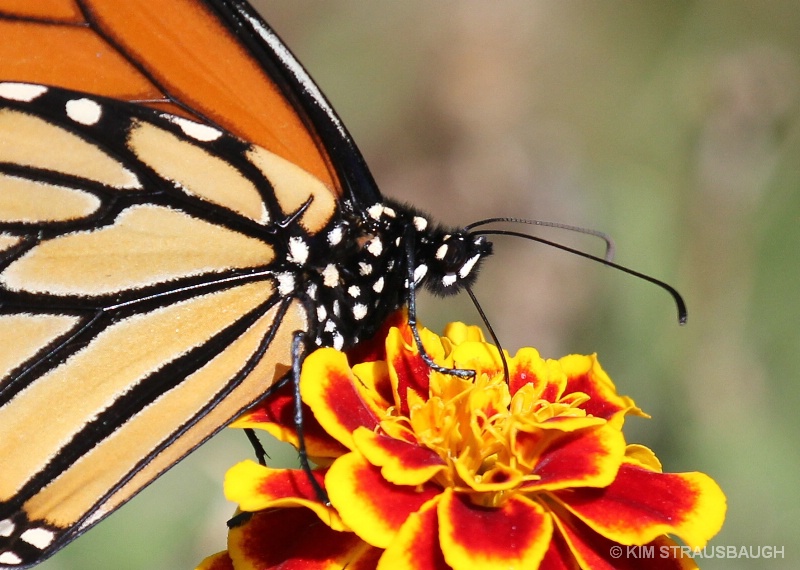 Marigold Delight