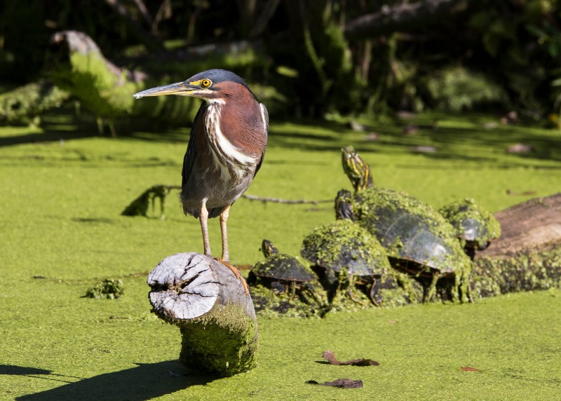 green heron & turtles