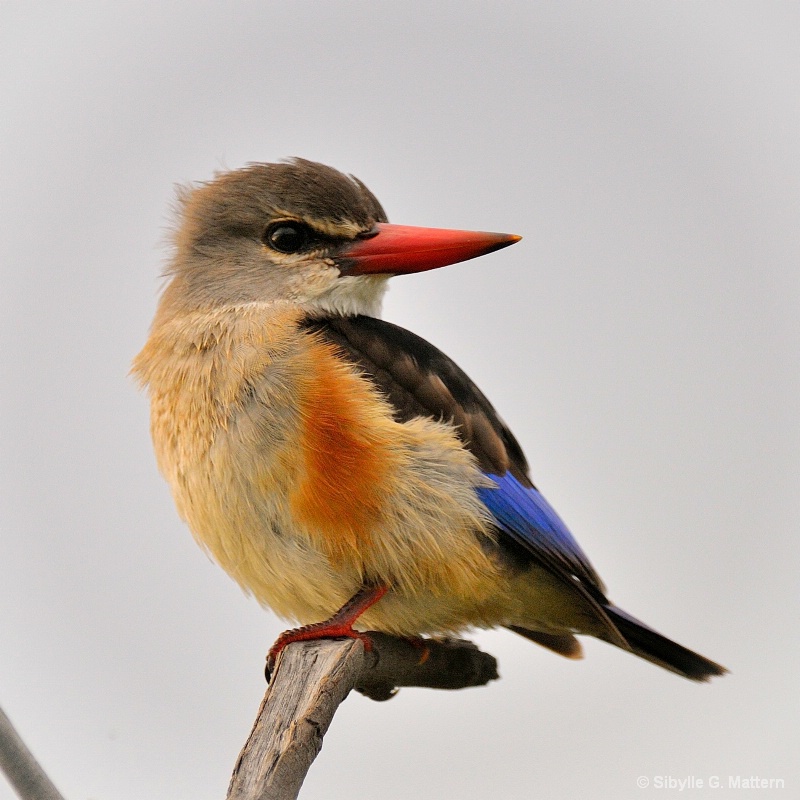 Greyhooded kingfisher (Halcyon leucocephala) - ID: 15007142 © Sibylle G. Mattern