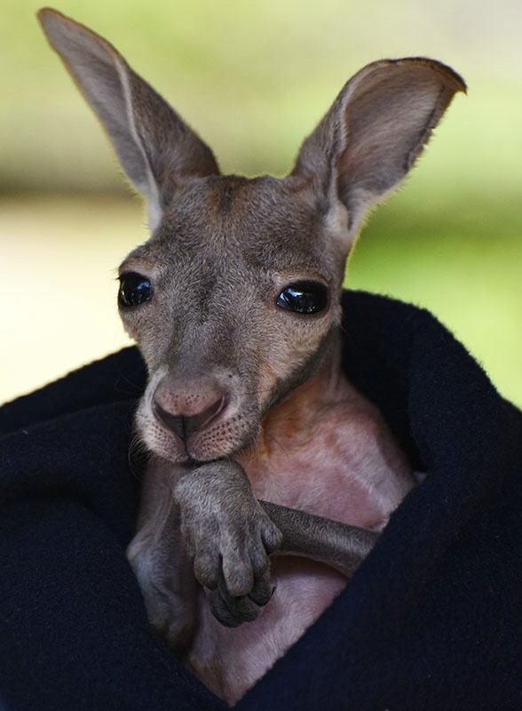 Baby Red Kangaroo