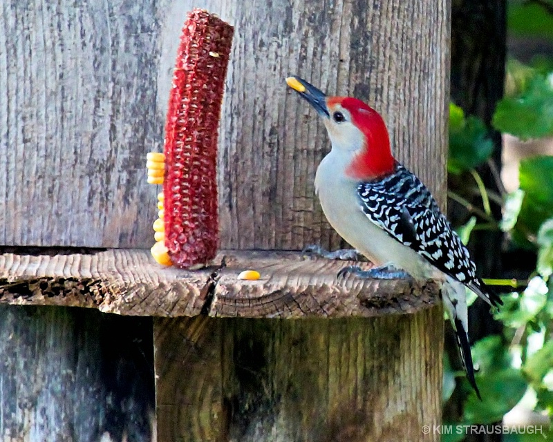 Woody Loves Corn