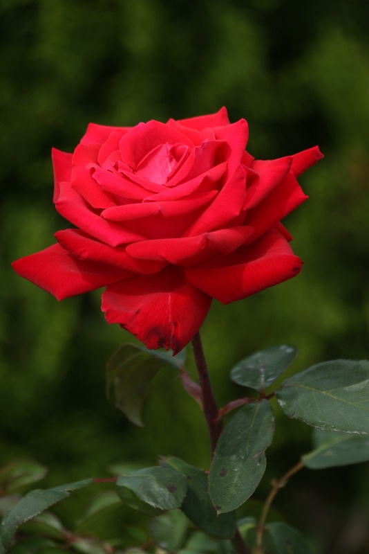 a red rose