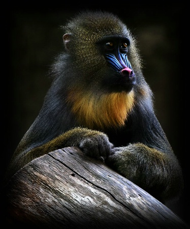 Mandrill Portrait