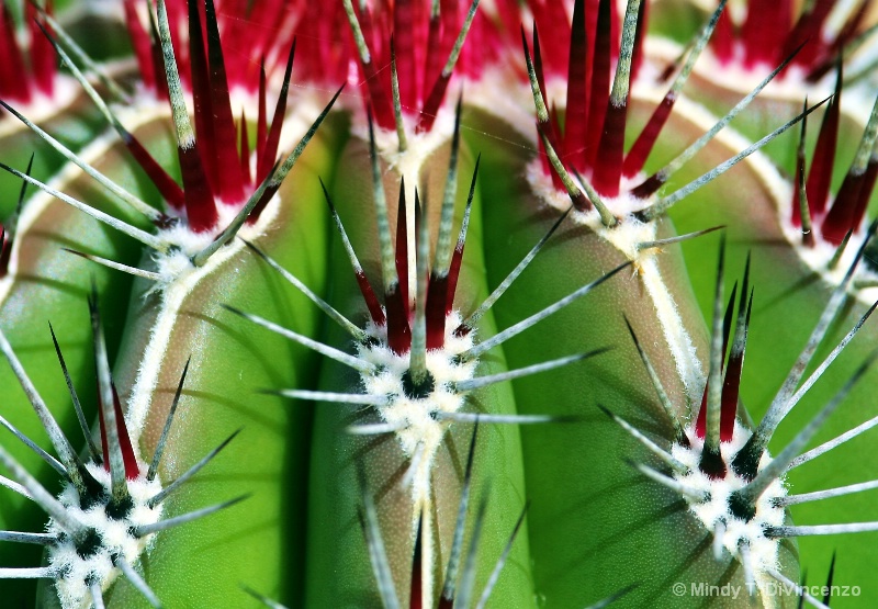 Cactus Close-Up