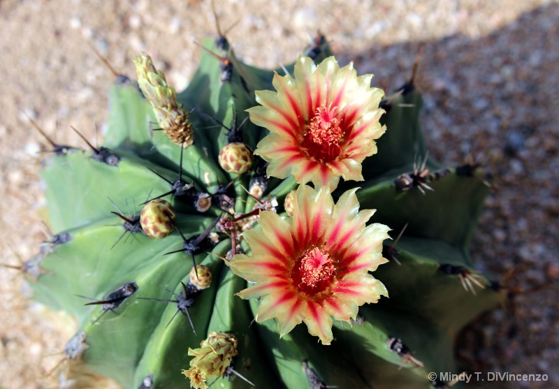 Barrel Cactus Bloom - 1