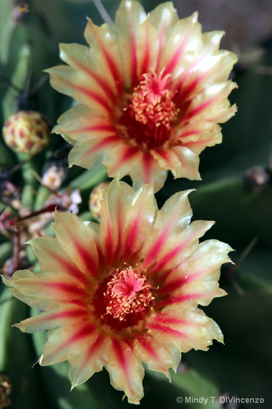 Barrel Cactus Bloom - 2