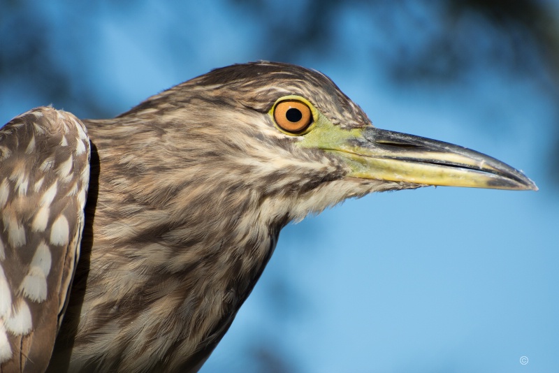 Night Heron and Blue Sky