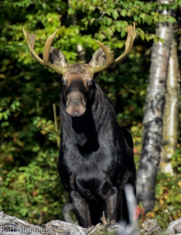 Moose - ID: 15008695 © James W. Betts