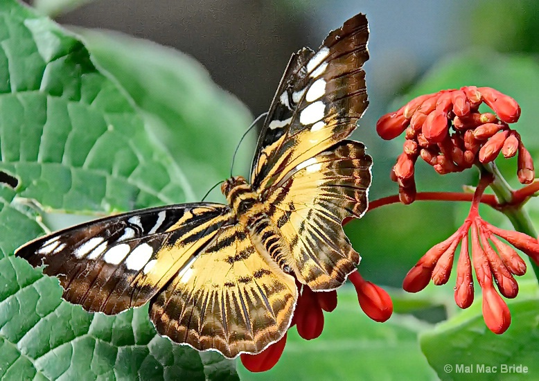Butterfly - ID: 15008698 © Malcolm Mac Bride