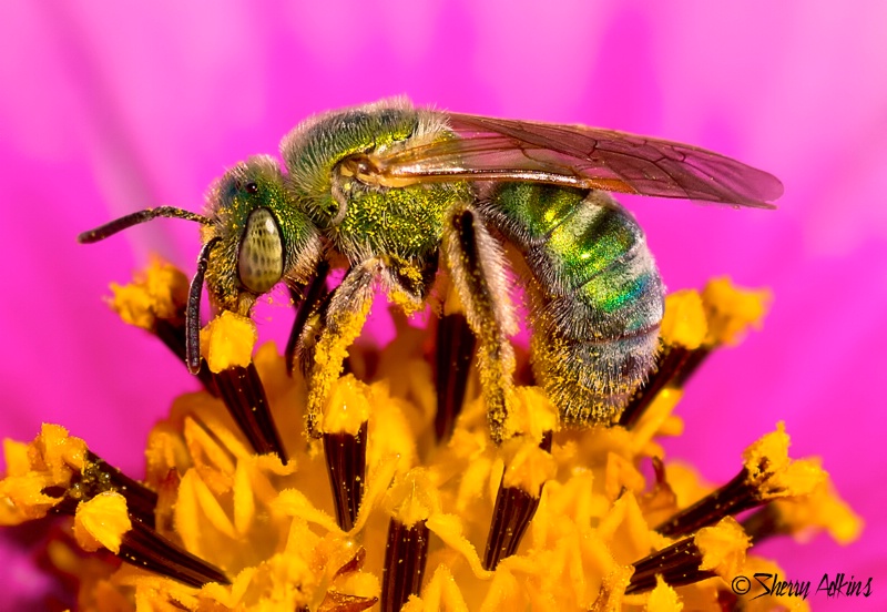 Green bee - ID: 15008701 © Sherry Karr Adkins