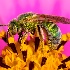 2Green bee - ID: 15008701 © Sherry Karr Adkins