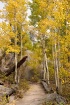 AUTUMN IN THE ROC...