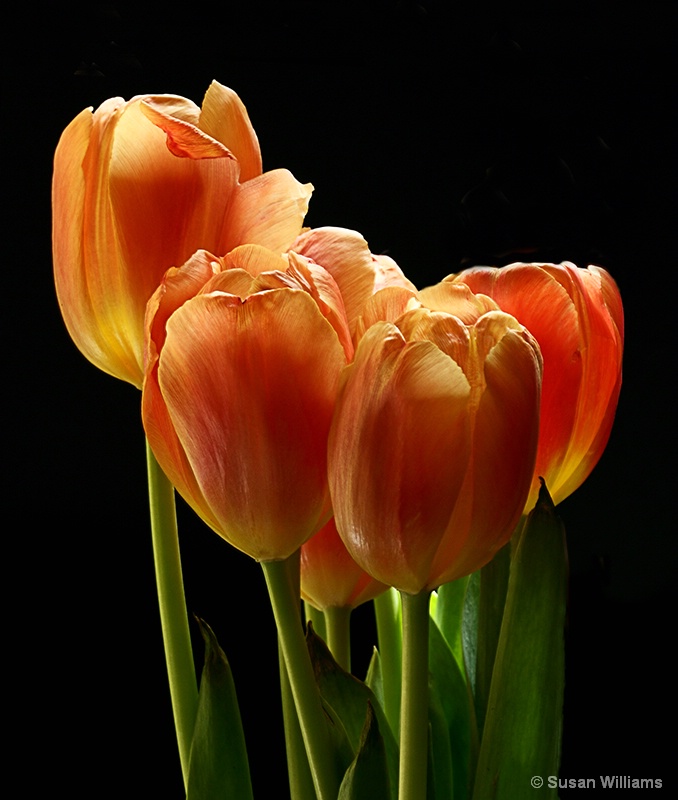 Tulips in the Sun