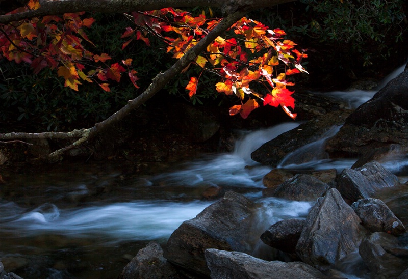 Autumn Stream