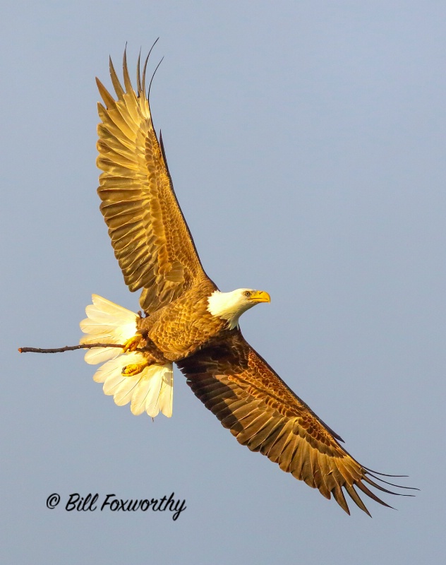 Eagle Making A Turn to the Nest