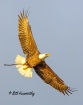 Eagle Making A Tu...