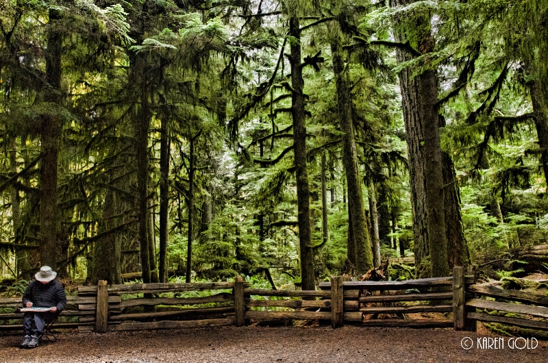 Sketching Cathedral Grove