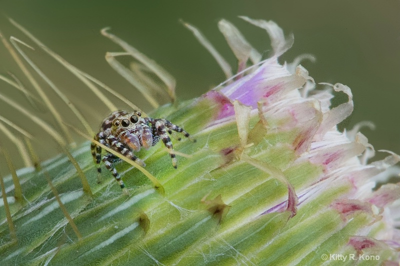 Little Brown Jumping Spider on Thistle - ID: 15009251 © Kitty R. Kono