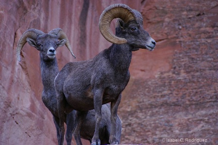 Desert Bighorn Rams