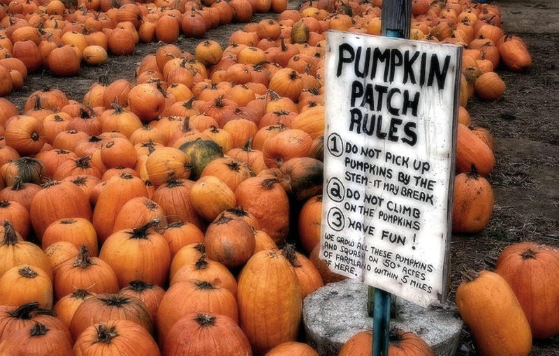 Pumpkin Patch Rules