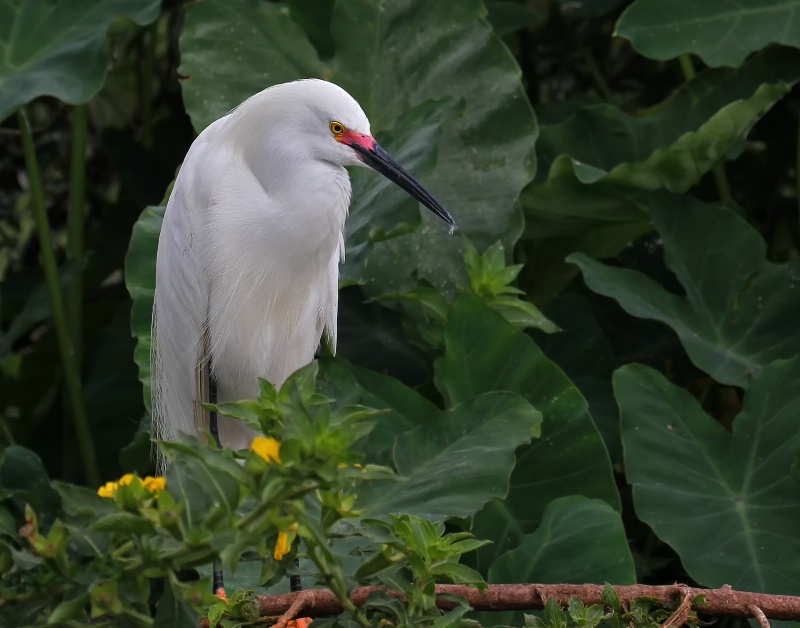 Snowy Egret with Flowers