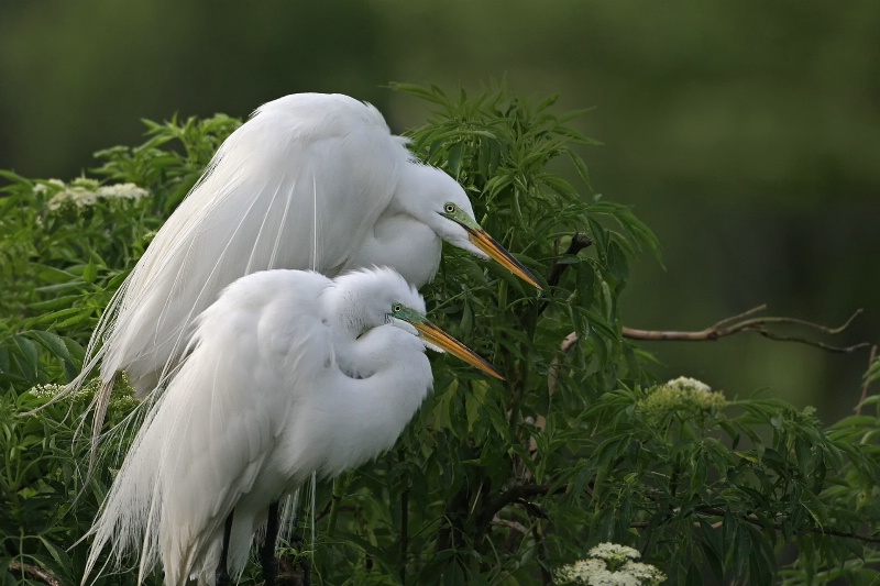 Pair of Egrets