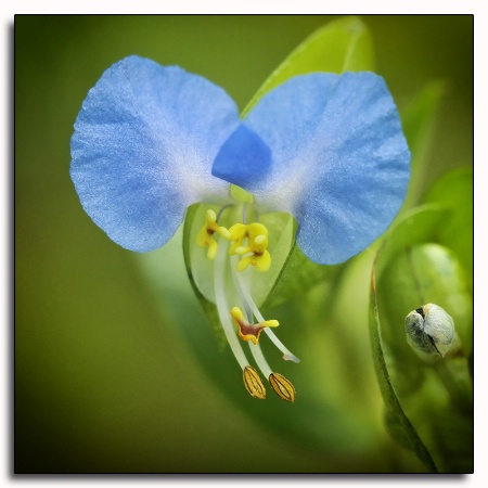 common dayflower