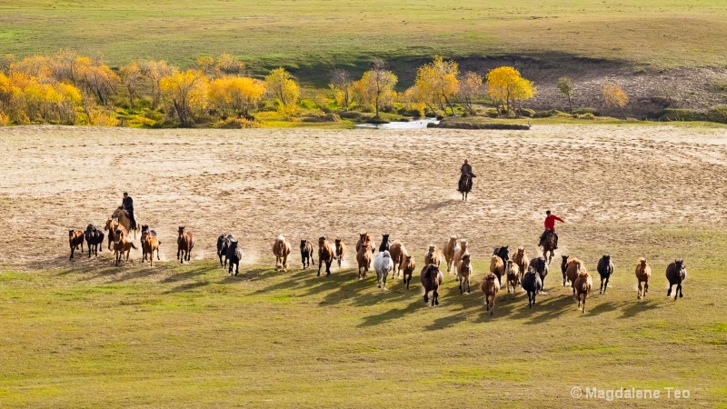 Row of Horses in Inner Mongolia