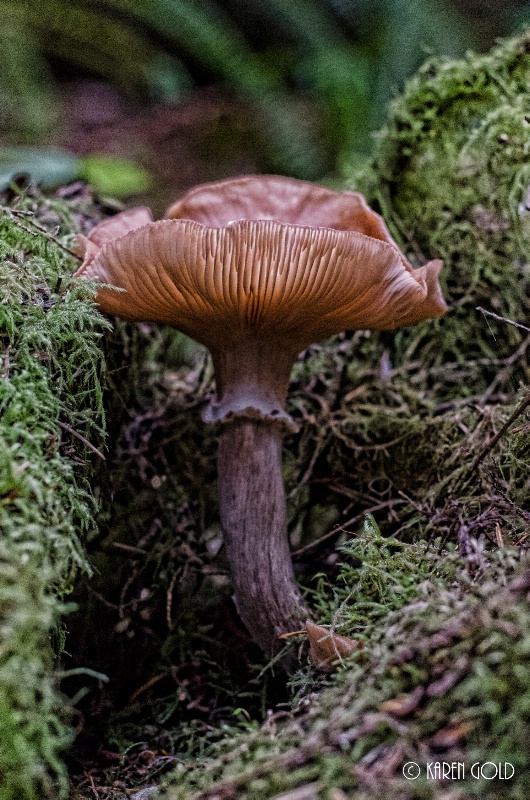 Mushroom at Catherdal Grove.