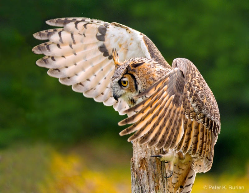 Great Horned Owl Wings 3