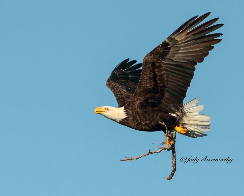 Eagle Carrying A Stick