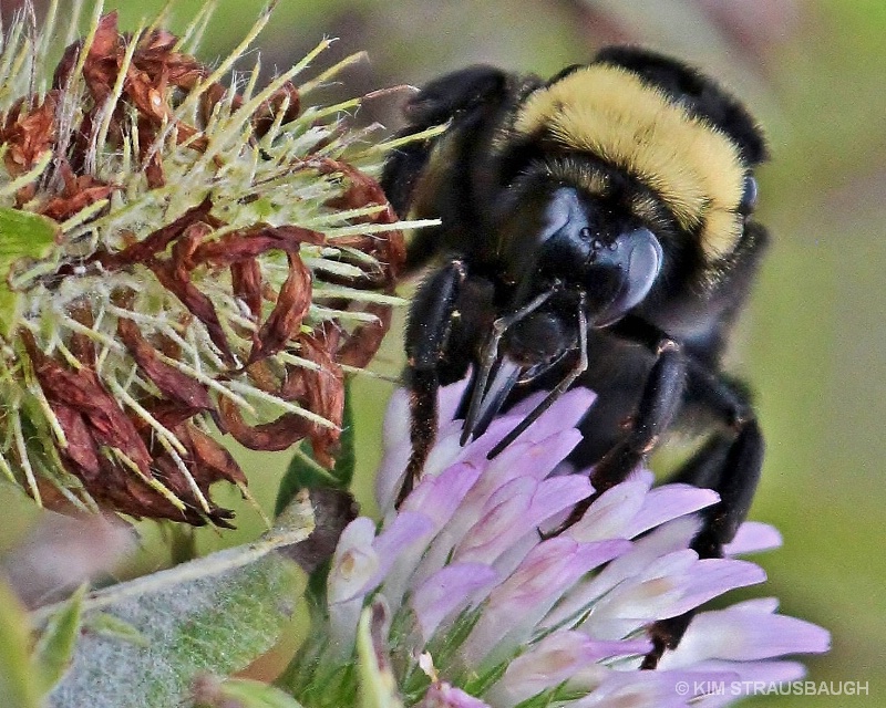 The Pollinator