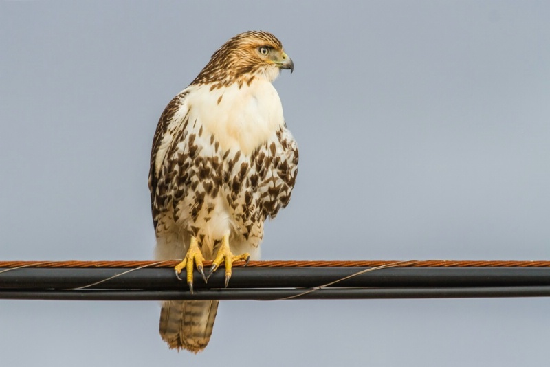 Hawk on a wire
