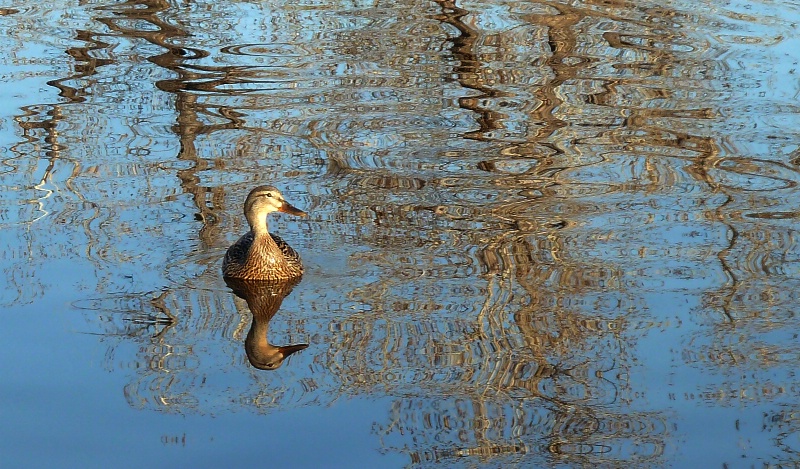 Reflections