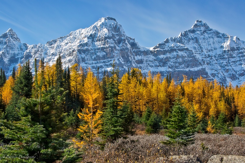 Autumn in Larch Valley