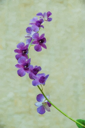 A Painterly Purple Orchid