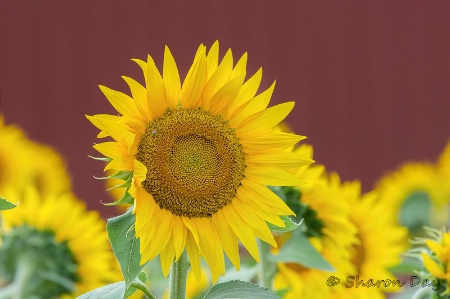 Sunflower and Red Barn